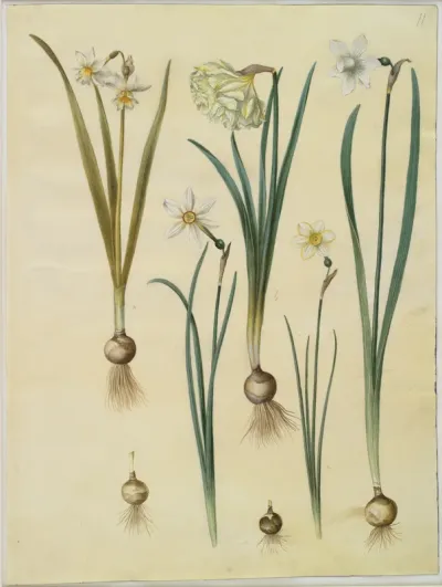 Narcissus ×medioluteus (toblomstret narcis); Narcissus pseudonarcissus; Narcissus (narcis); Narcissus poeticus (pinselilje); Narcissus ×tenuior