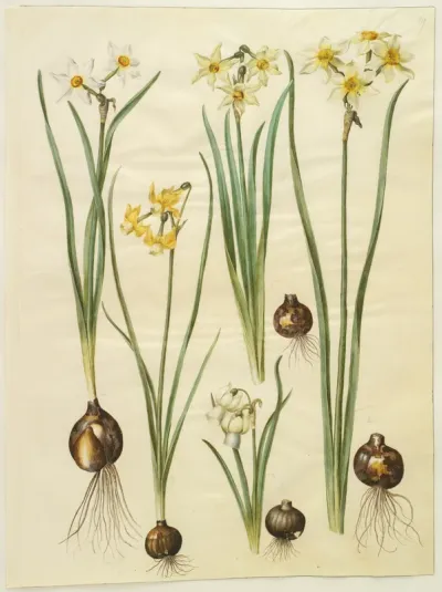 Narcissus poeticus (pinselilje); Narcissus triandrus (orkide-narcis); Narcissus ×medioluteus (toblomstret narcis)
