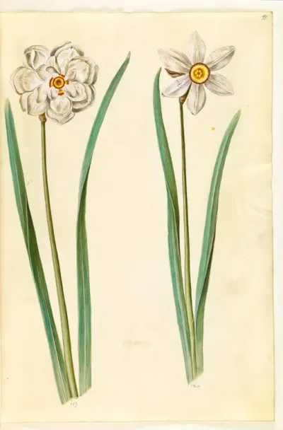 Narcissus poeticus (pinselilje)