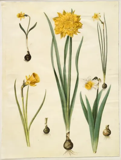 Narcissus pseudonarcissus minor; Narcissus pseudonarcissus (påskelilje); Narcissus ×tenuior; Narcissus bulbocodium (krinoline-narcis); Narcissus pseudonarcissus bicolor (tofarvet påskelilje)