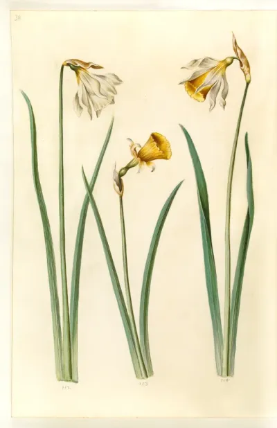 Narcissus pseudonarcissus moschatus (moskus-narcis); Narcissus bulbocodium (krinoline-narcis); Narcissus pseudonarcissus (påskelilje)