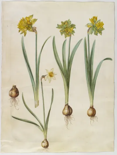 Narcissus pseudonarcissus; Narcissus ? ×incomparabilis (have-narcis)