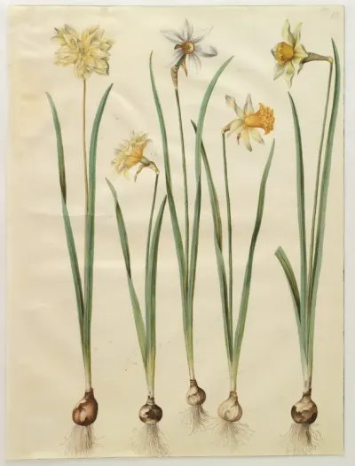 Narcissus pseudonarcissus; Narcissus poeticus (pinselilje); Narcissus ×incomparabilis (have-narcis)