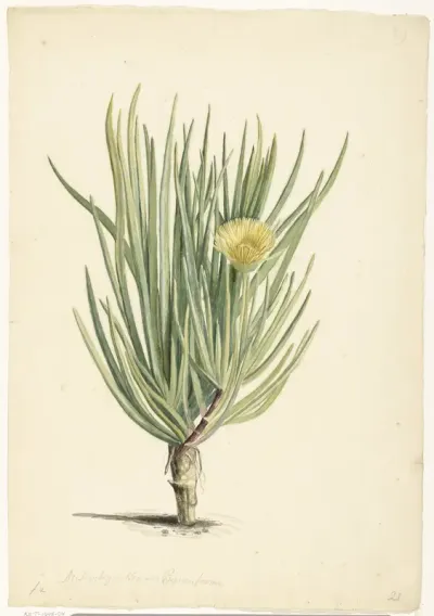 Narrow-leaved Iceplant in Bloom