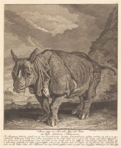 Nashorn Rhinoceros