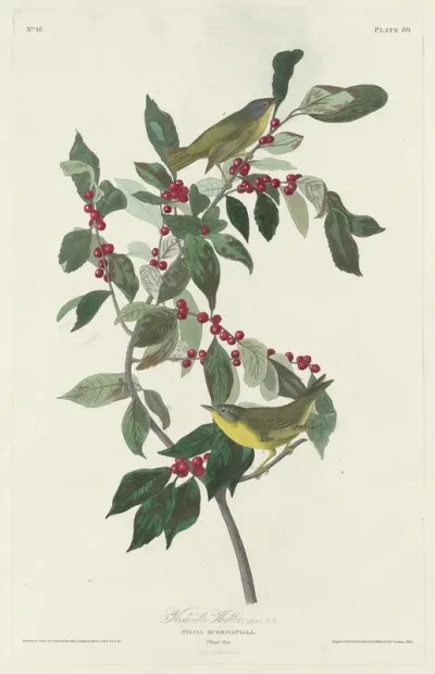 Nashville Warbler