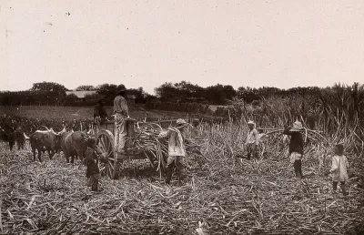 Natal, South Africa: workers cutting sugar cane on a plantation