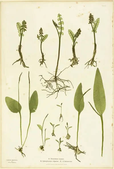 Nature Print of Moonwort and Adder's Tongue Ferns, plate 51 from The Ferns of Great Britain and Ireland