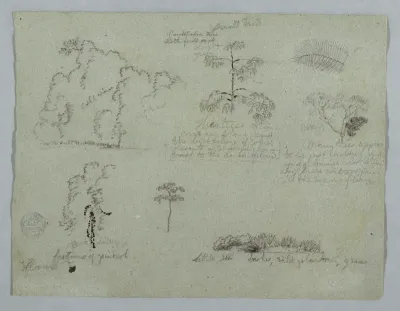 Nature Studies Including a Candelabra Tree with a Sloth, Rio Magdalena, Colombia