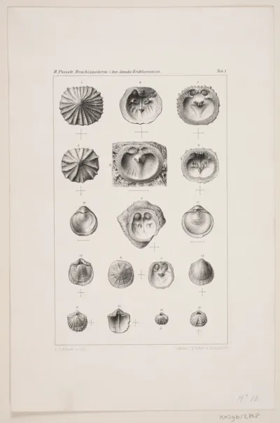 Naturhistorisk tegning