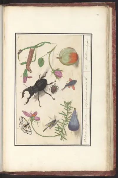 Natuurhistorische ensemble (nr. 13)