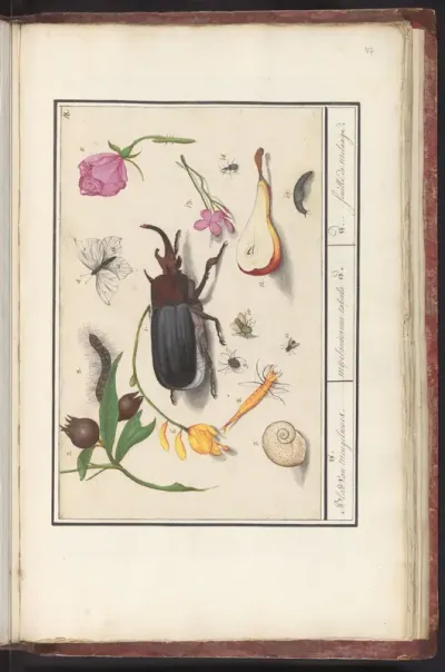 Natuurhistorische ensemble (nr. 18)