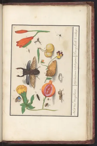 Natuurhistorische ensemble (nr. 1)