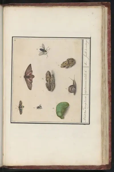 Natuurhistorische ensemble (nr. 4)