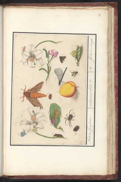 Natuurhistorische ensemble (nr. 5)