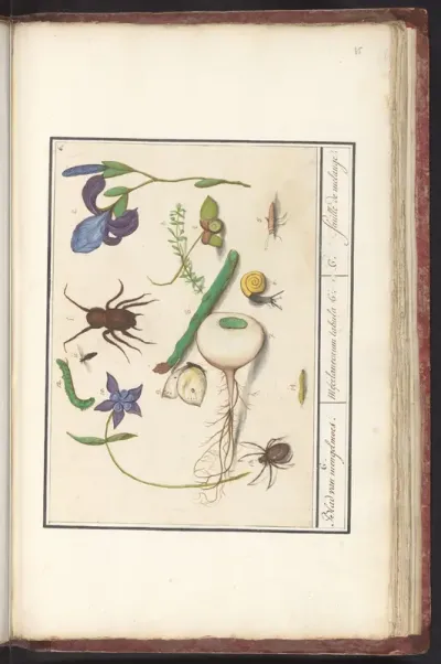 Natuurhistorische ensemble (nr. 6)