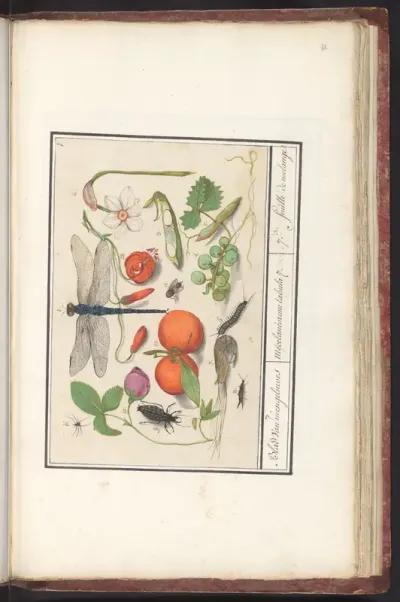 Natuurhistorische ensemble (nr. 7)