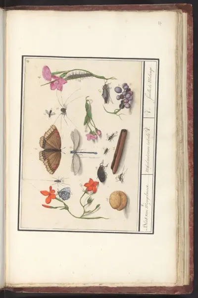 Natuurhistorische ensemble (nr. 8)