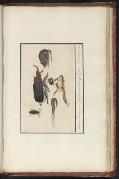 Natuurhistorische ensemble (nr. 9)