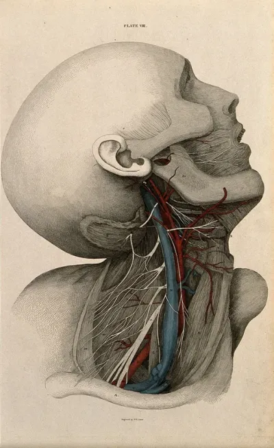 Neck and face: dissection, with blood-vessels and nerves indicated in red and blue