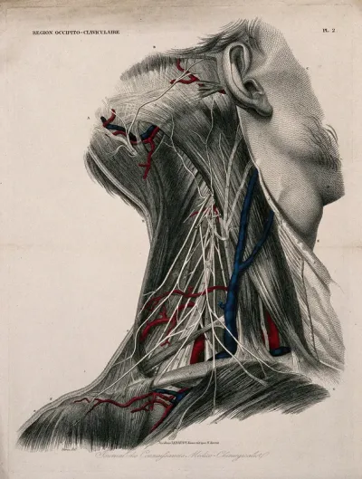 Neck and head: dissection, with the blood-vessels and nerves of the occipito-clavicular region indicated in red and blue