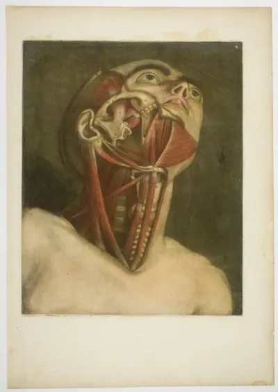 Neck Muscles, plate three from Complete musculature in Natural Size and Color