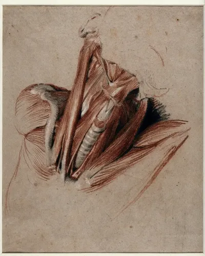 Neck of an écorché figure
