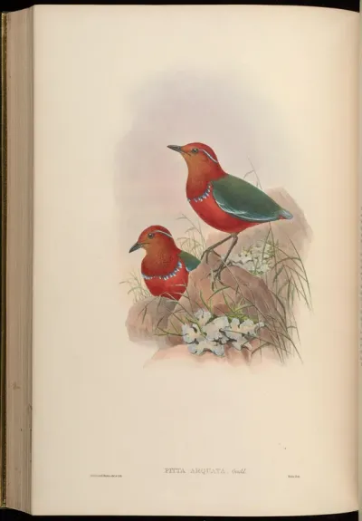 Necklaced Pitta