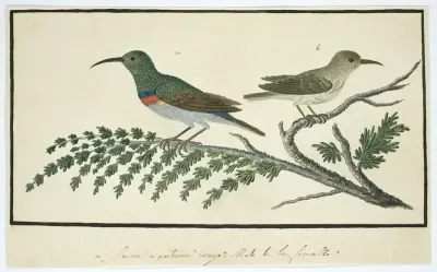 Nectarinia afra (Grote kraaghoningzuiger)