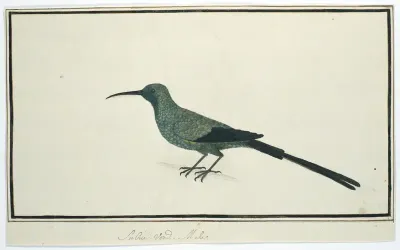 Nectarinia famosa (Malachite sunbird)