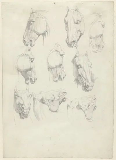 Negen anatomische studies van een paardenhoofd
