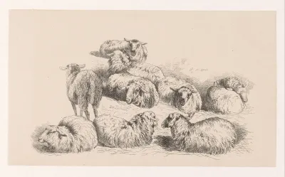 Negen schapen