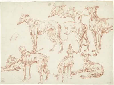Negen studies van een hazewindhond