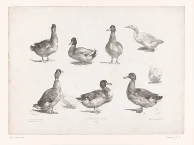 Negen studies van eenden