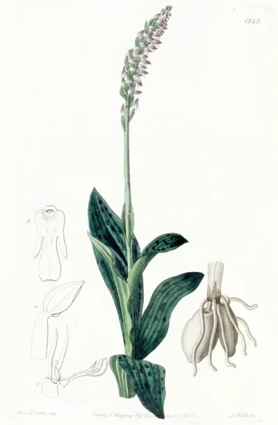 Neotinea maculata