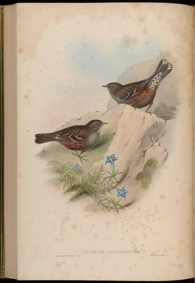 Nepaul Accentor