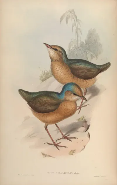 Nepaul Pitta