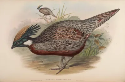 Nepaul Pucras Pheasant