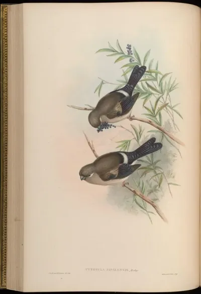 Nepaulese Bullfinch