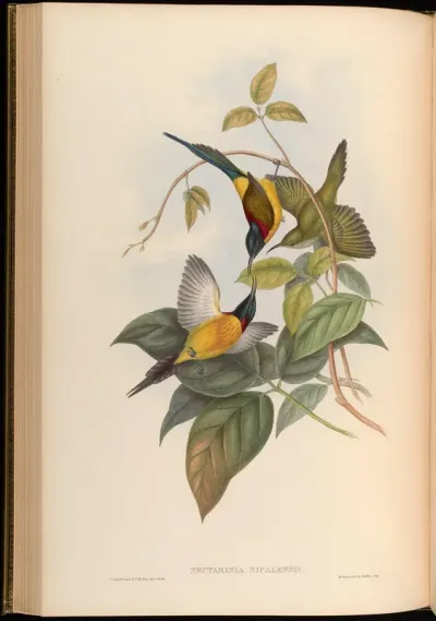 Nepaulese Sun-bird