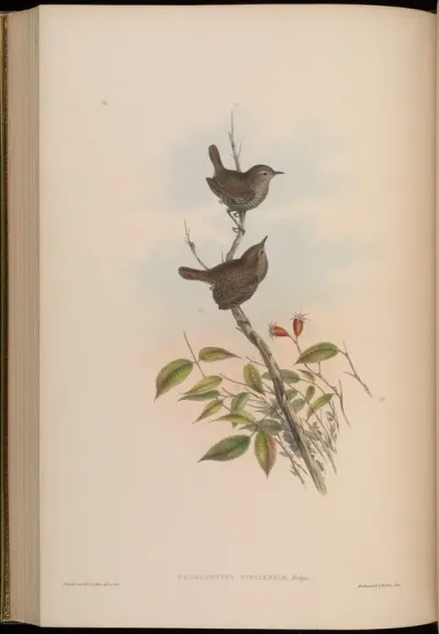 Nepaulese Wren