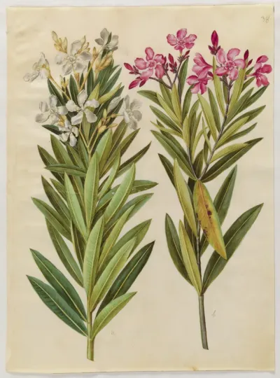 Nerium oleander (nerie)