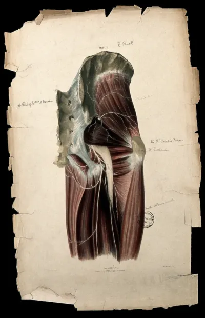 Nerves of sacrum and thigh