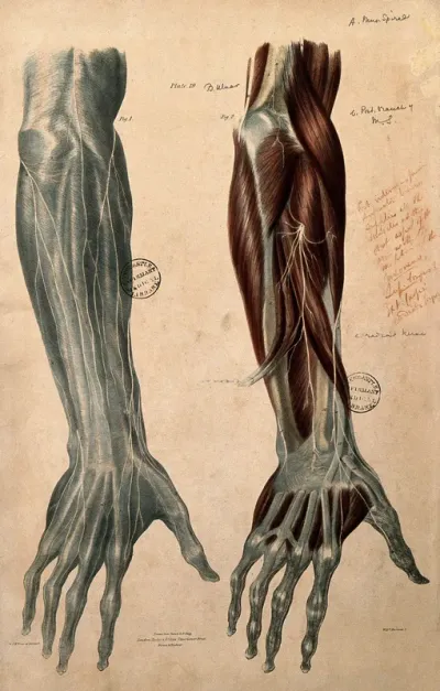 Nerves of the foream and hand: posterior view