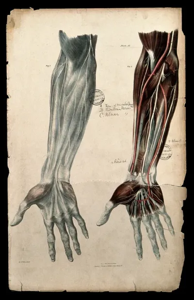 Nerves of the forearm and hand: anterior view