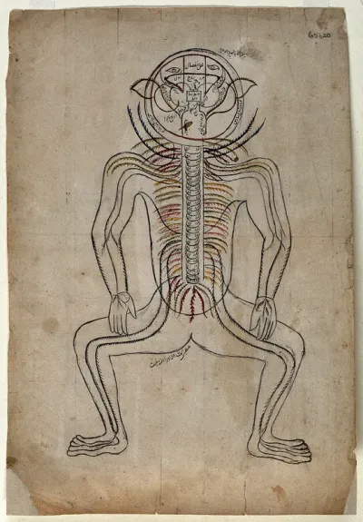 Nerves of the human body