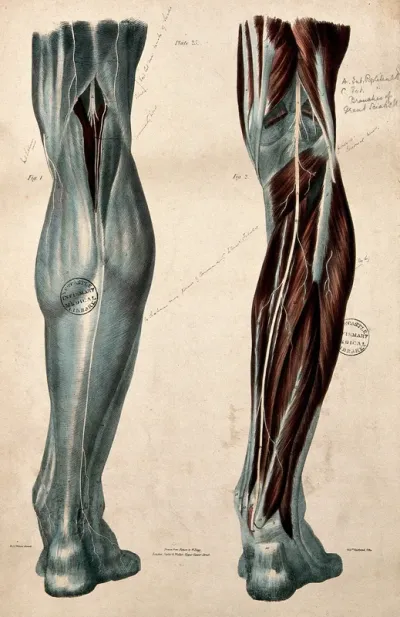 Nerves of the leg: two figures, posterior views