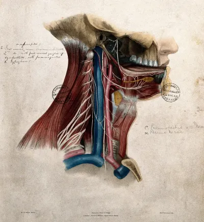 Nerves of the neck and mouth