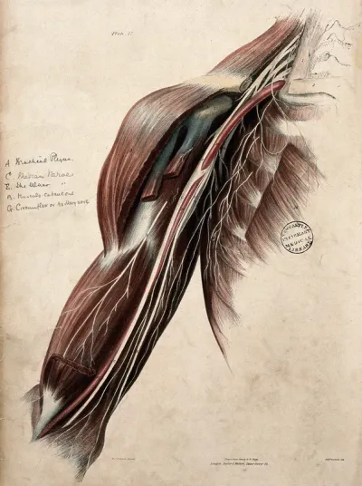 Nerves of the shoulder and arm