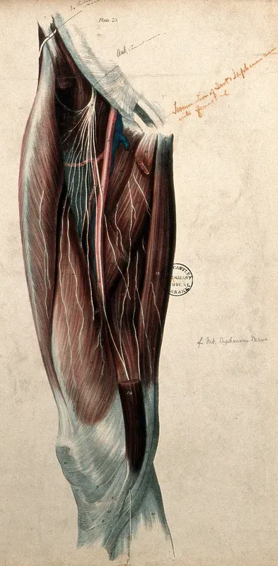 Nerves of thigh